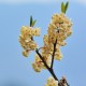 Litsea Cubeba (May Chang) Organic